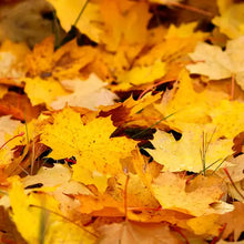 Load image into Gallery viewer, Fallen Leaves /Glass Candle
