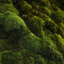 Load image into Gallery viewer, ENCHANTED FOREST/ Concrete Candle
